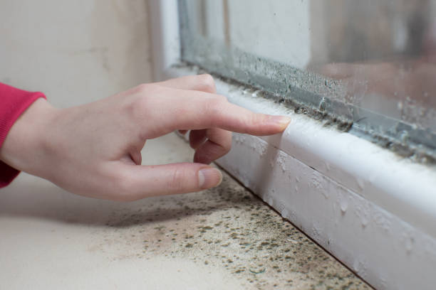  Koloa, HI Mold Removal Pros