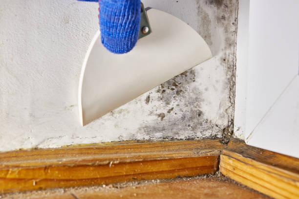 Best Biohazard Mold Removal  in Koloa, HI